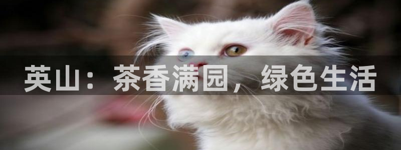 龙八国际娱乐群