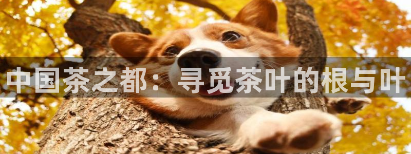 龙八国际娱乐预约