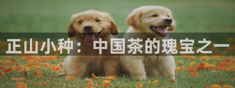 龙八国际官网客户服务
