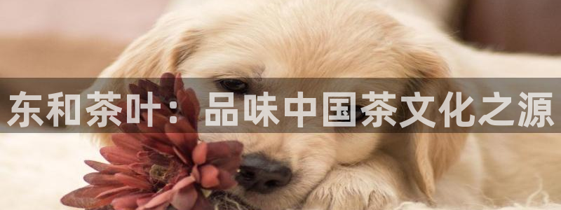 龙八国际地址