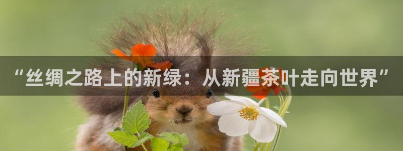 龙八国际有限责任公司