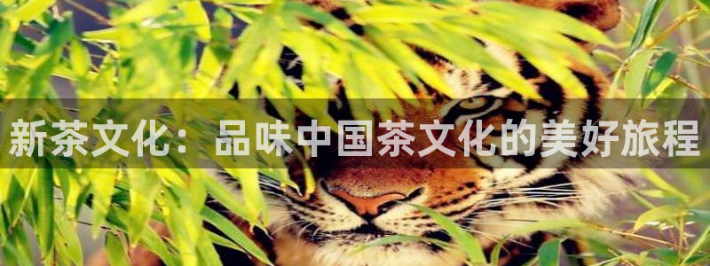 菲律宾的龙八国际