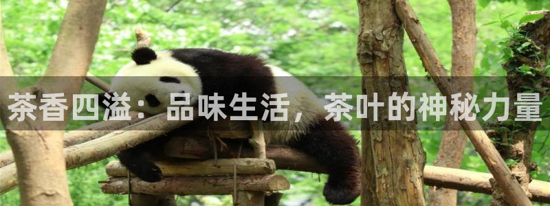 头号玩家龙八国际