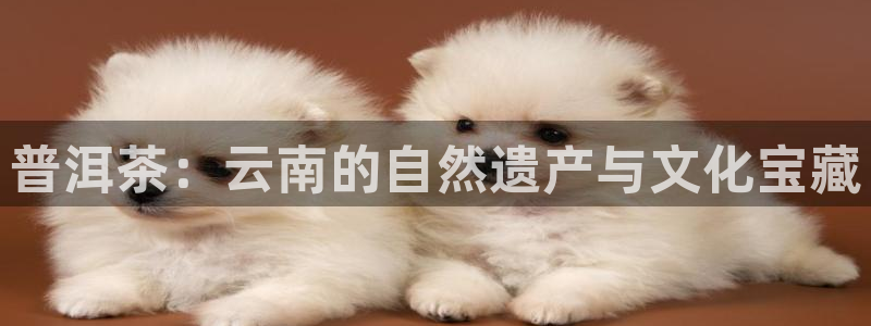 龙八国际APP官方版