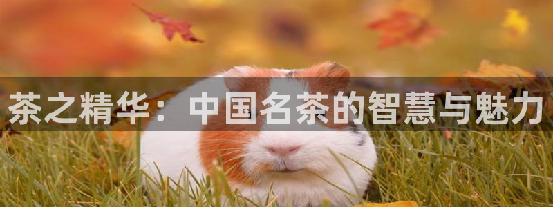 龙八国际怎么注册官网