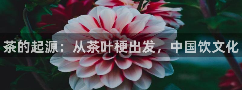 龙八国际怎么注册安卓