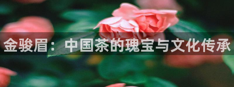 龙八国际头号玩家