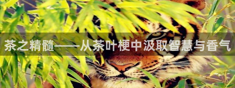 龙八国际zbzszx.com