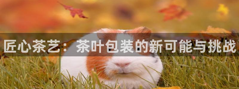 石家庄龙八国际老板是谁