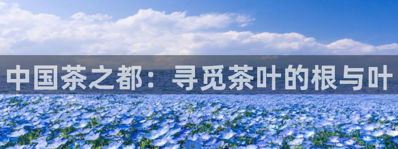 国际龙八国集团