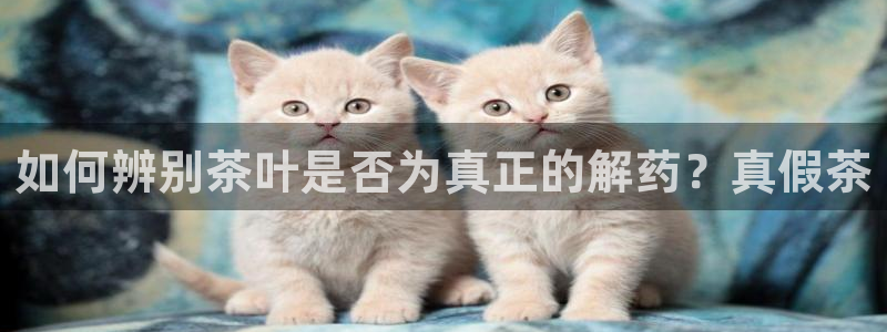 龙八国际娱乐靠谱吗